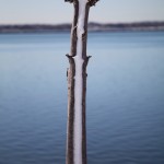 boston-snow-branch