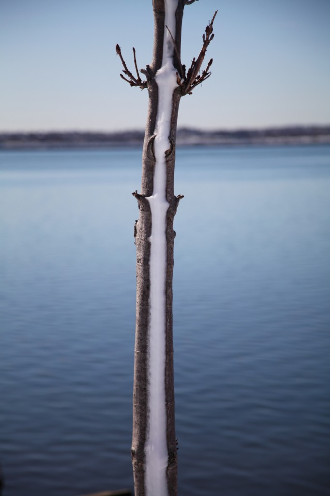 boston-snow-branch